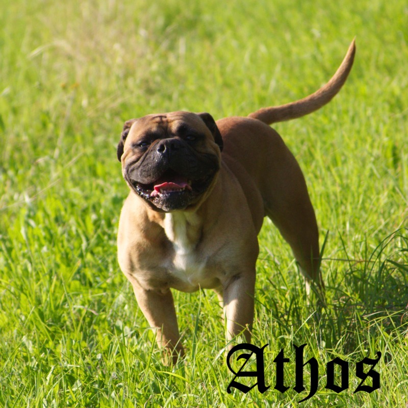 AP Athos