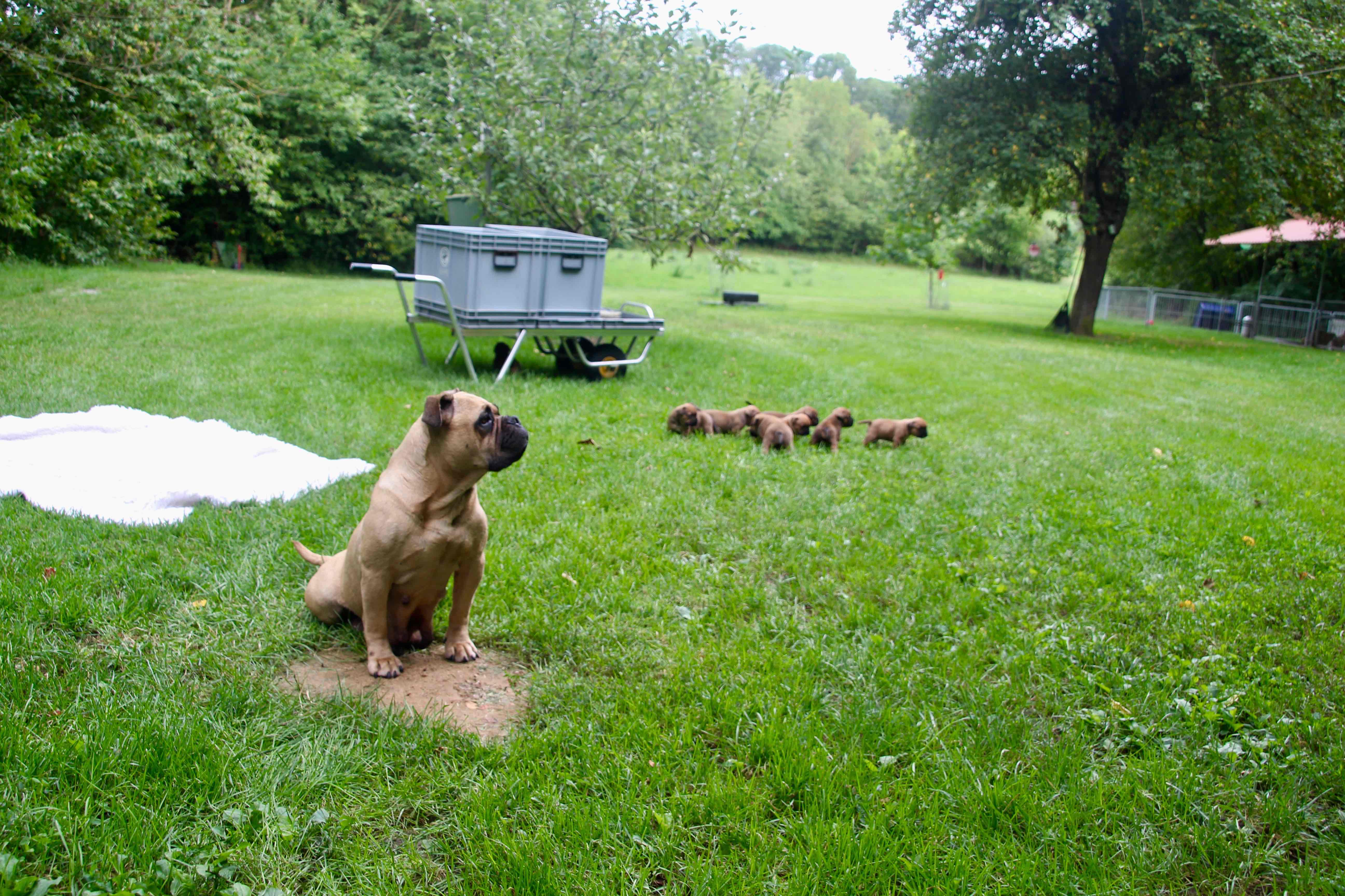 Mama, Welpen und Welpo-Mobil