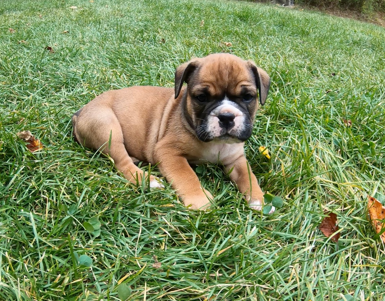 AP Wala bekommt einen Boxer als Freund