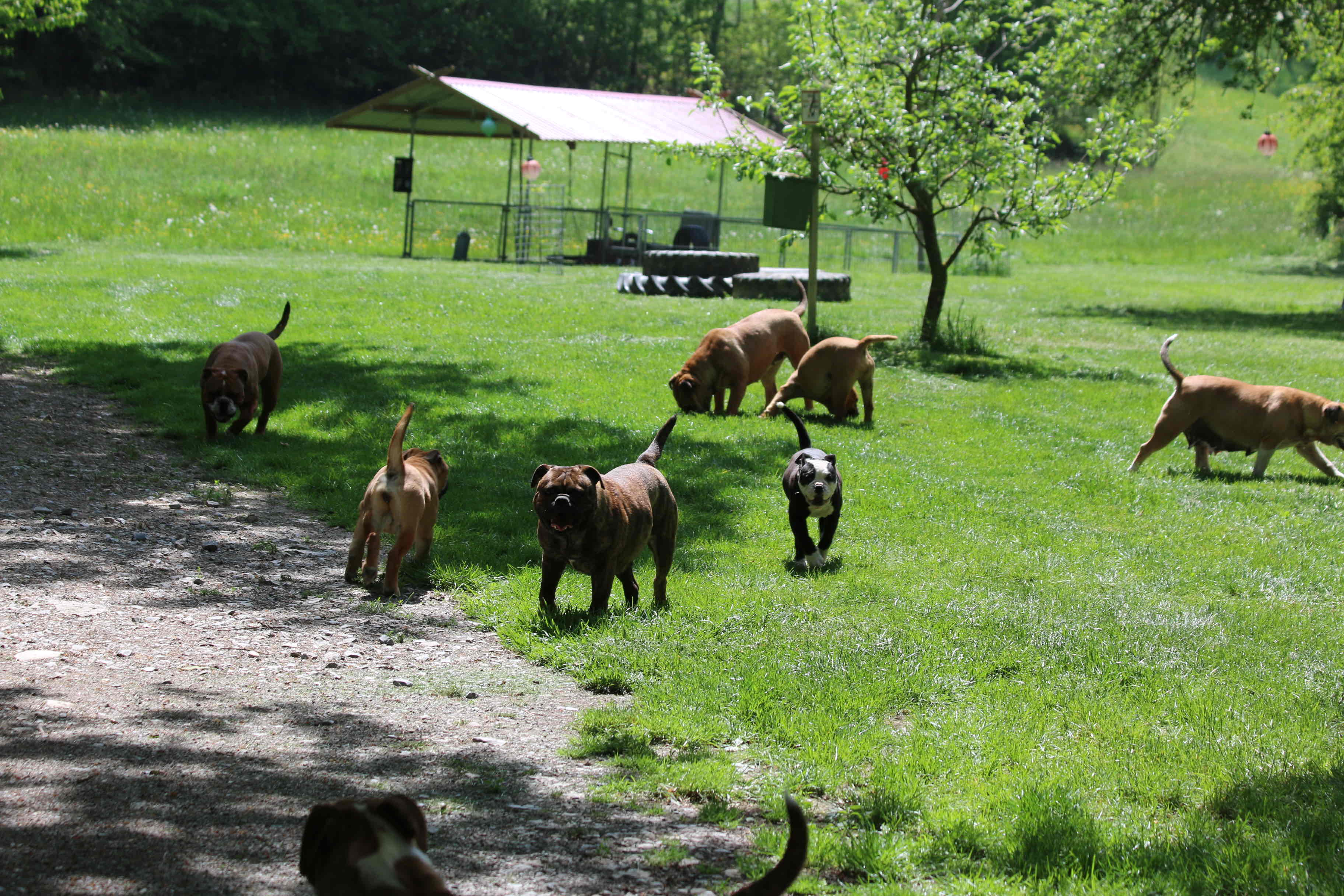 Welpenbesuch von den Großen