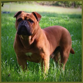 Continental bulldog Rüde male