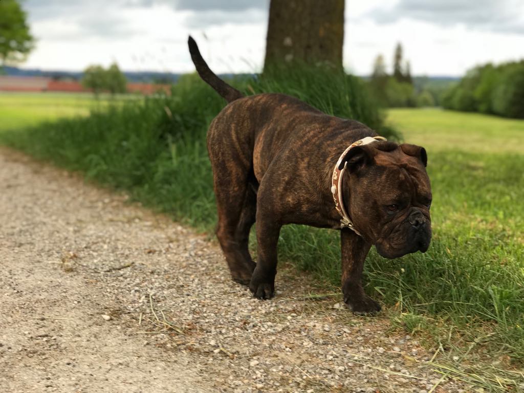 Gesunde Continental Bulldog Welpen Aus Profi Zucht In Bayern
