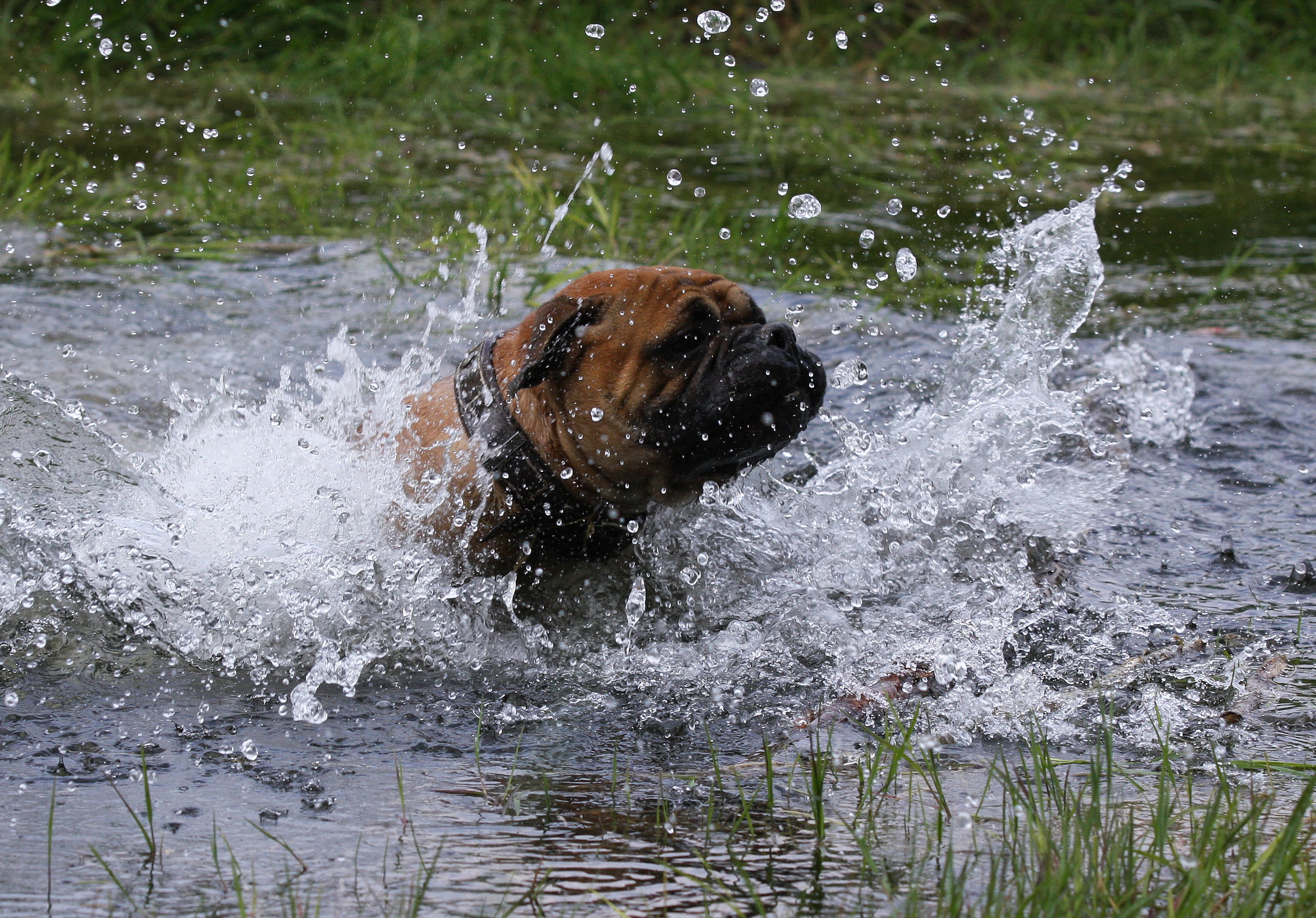 Schwimmtalent