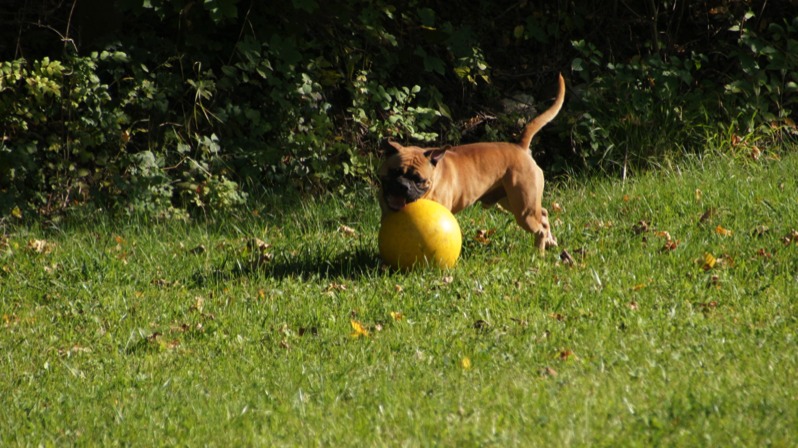 Ferkelball