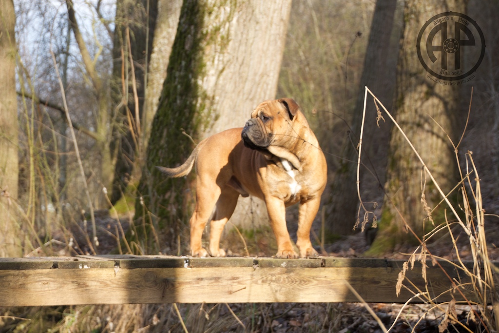 Auf der Brücke über den Ickbach