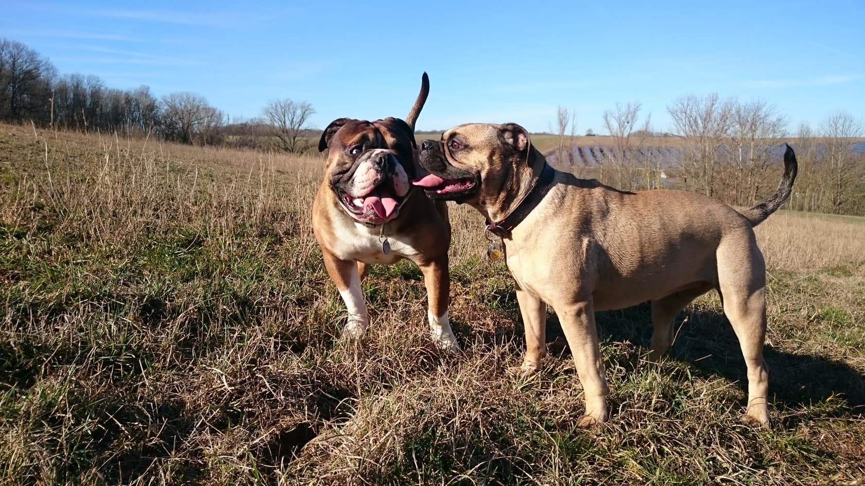 Tenno und Zeven in Winkelhof