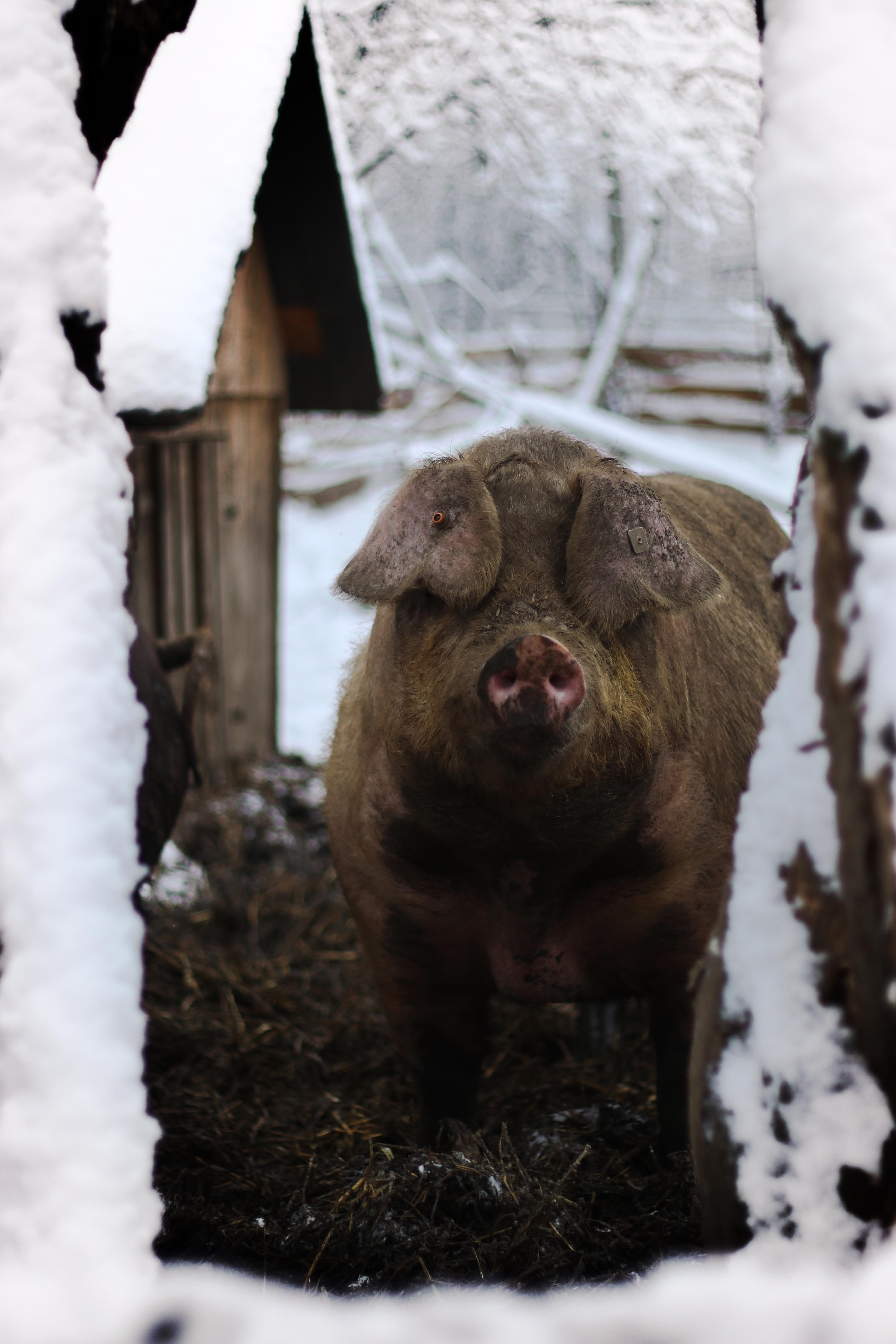 Schwäbisch-Hällisches Landschwein