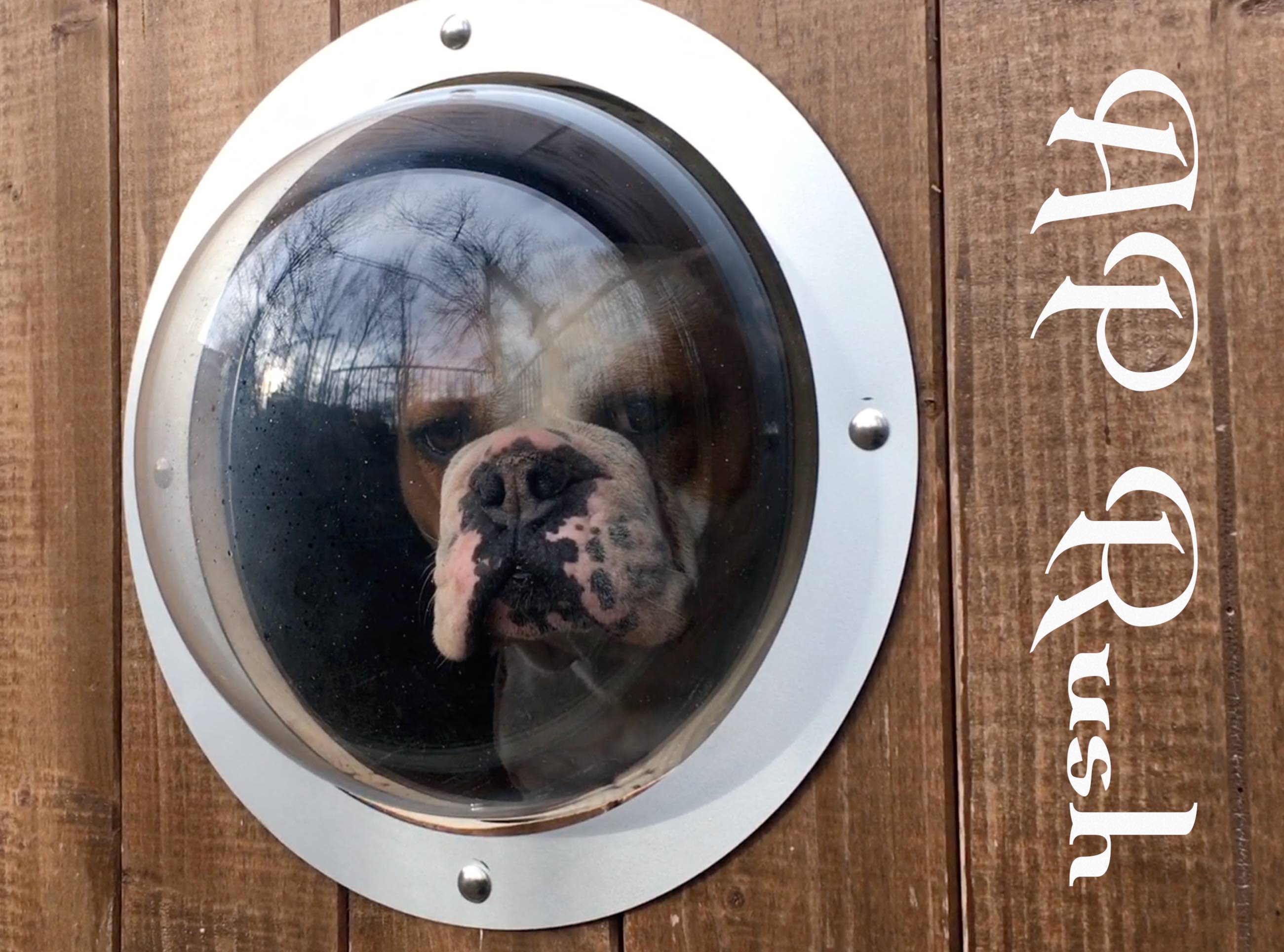 Bulldog-Bullauge für extra Aussicht